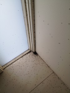 Ant Infestation