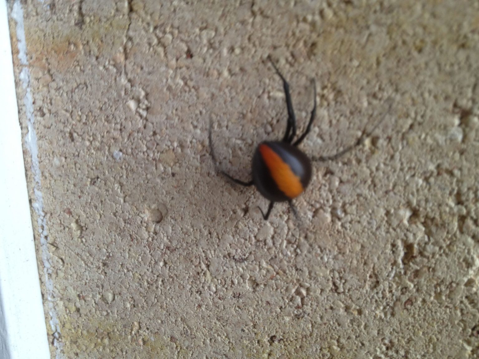 Redback spider